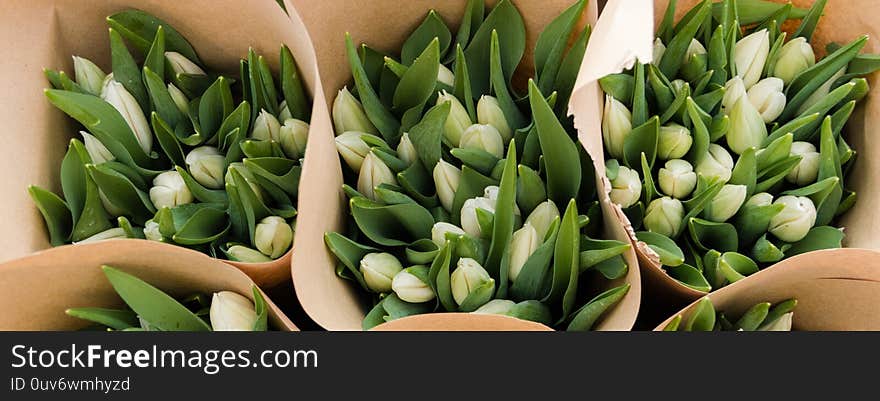 Beautiful Bouquets Of White Tulips In Craft Paper, Spring Flowers Of Floriculture. Selective Focus