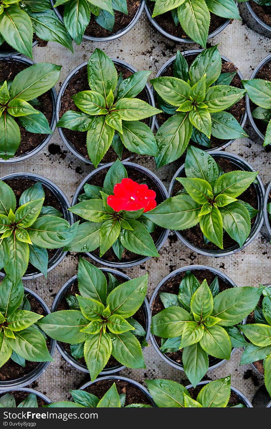 Growing seedlings in peat pots. Plants in a greenhouse, gardening and growing decorative plants, top view.