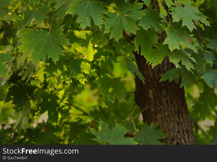 Maple tree with green foliage closeup. Autumn forest