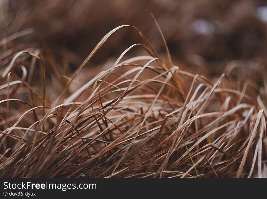 Dry yellow grass macro close up background. Natural texture