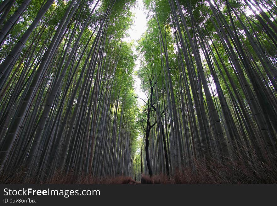 Nara,Japan-February 26, 2020: Bamboo grove path in the winter morning in Arashiyama, Kyoto