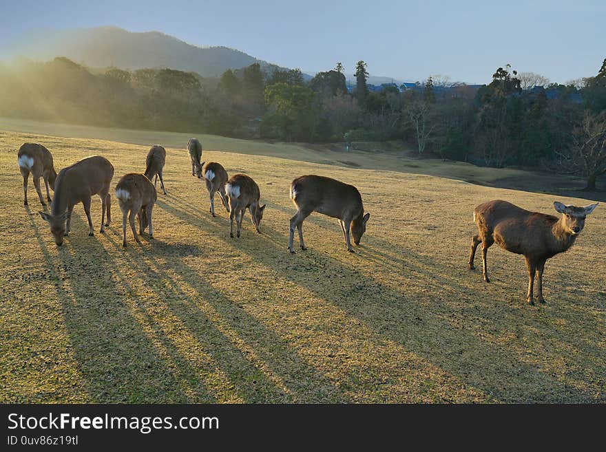 Deer at Tobihino at Nara Park in the morning