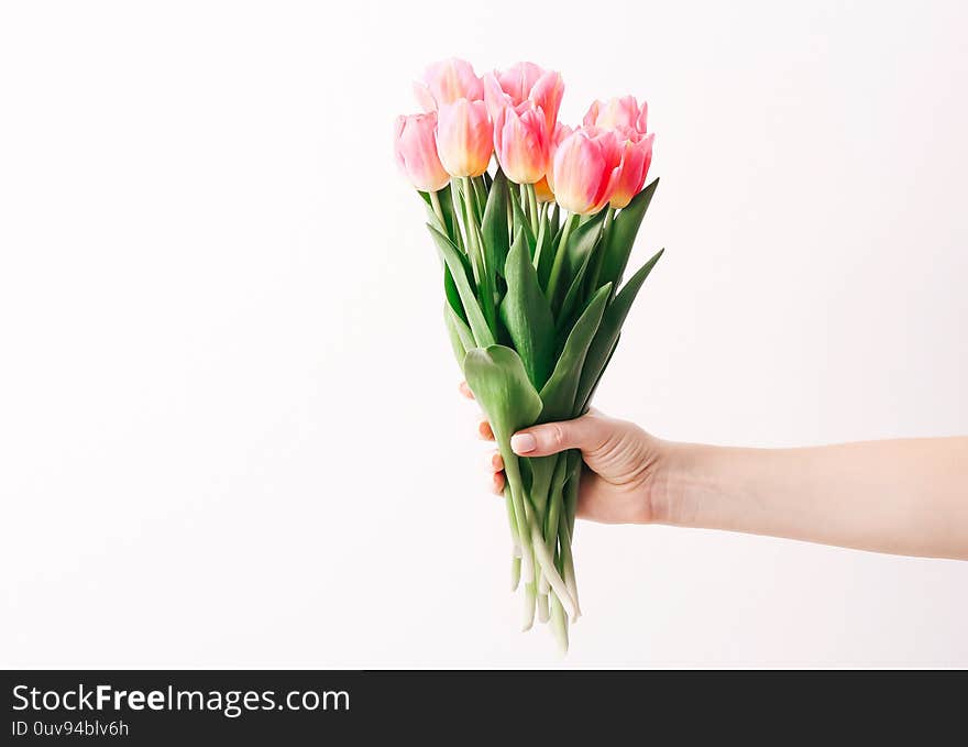 Woman hand with manicure holding tulips flowers on white wall background