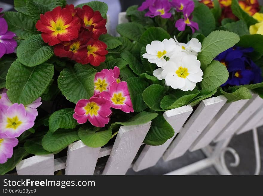 Violets in baskets in the flower shop. Selective focus. Concept of gardening and looking after violet flowers