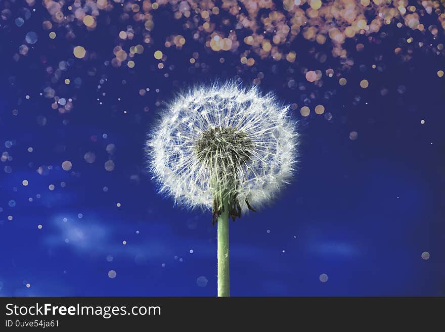 One white dandelion on a background of blue cloudless sky with coral sparkles. The main color trend of 2020 year. One white dandelion on a background of blue cloudless sky with coral sparkles. The main color trend of 2020 year