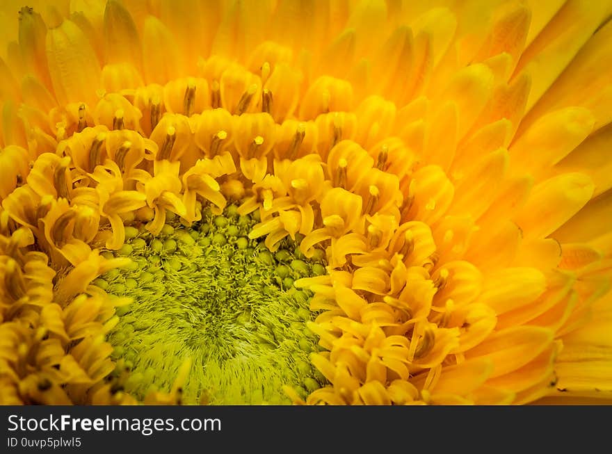 Macro Shot of a Sunflower