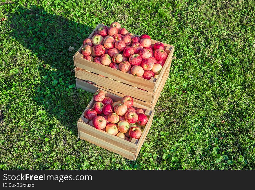 Ripe apples in a wooden box on grass