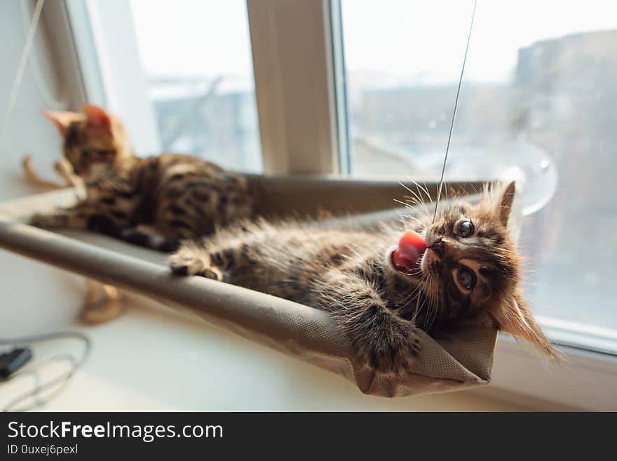 Cute charcoal bengal kitty cat laying on the cat`s window bed byiting a strap. Sunny seat for cat on the window. Cute charcoal bengal kitty cat laying on the cat`s window bed byiting a strap. Sunny seat for cat on the window