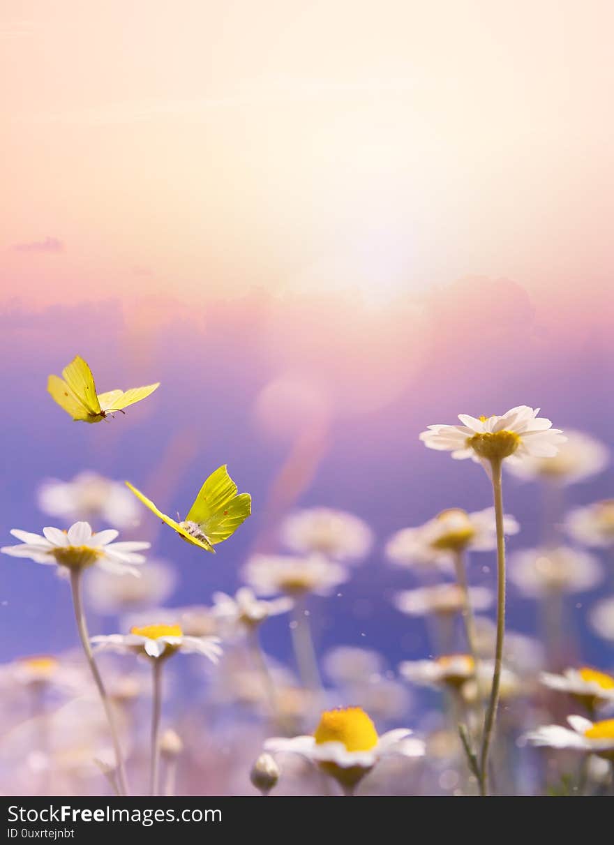 Art beautiful chamomile floral background; blooming flower meadow  in spring on sunny blue sky  background