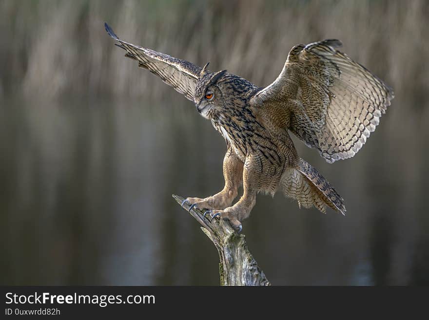 Landing of a Eurasian Eagle-Owl Bubo bubo  reaching out to perch on branch. Noord Brabant in the Netherlands.