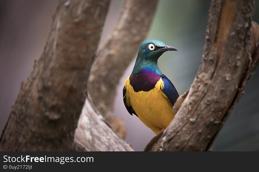 Golden-breasted Starling perched on the tree branch, Cosmopsarus regius