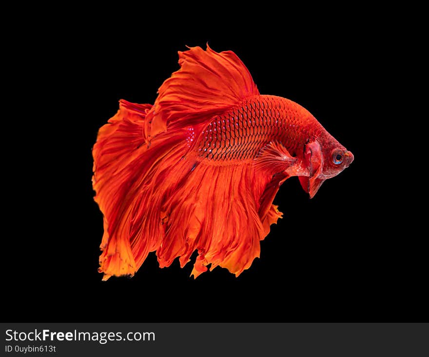 Beautiful betta splendens half moon siamese betta fish on black background