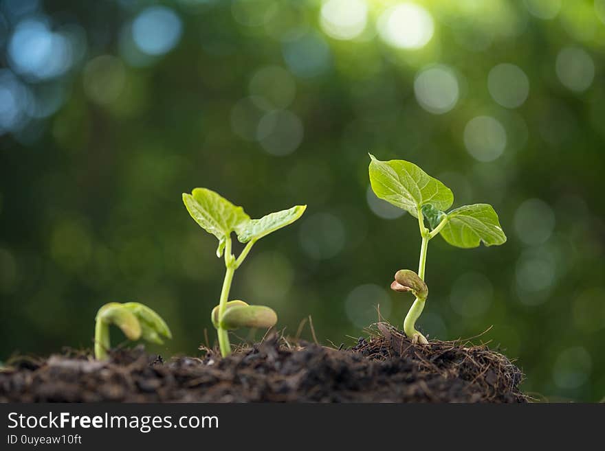 Close up at young seedling germinate growing from black and fertile soil in summber. Close up at young seedling germinate growing from black and fertile soil in summber