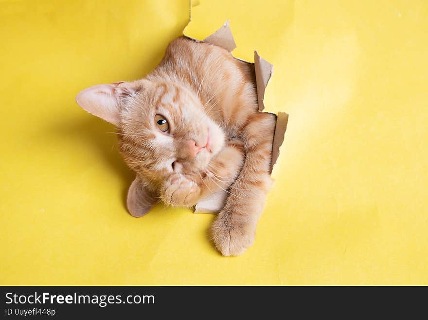 Red cat in yellow paper hole, copy space