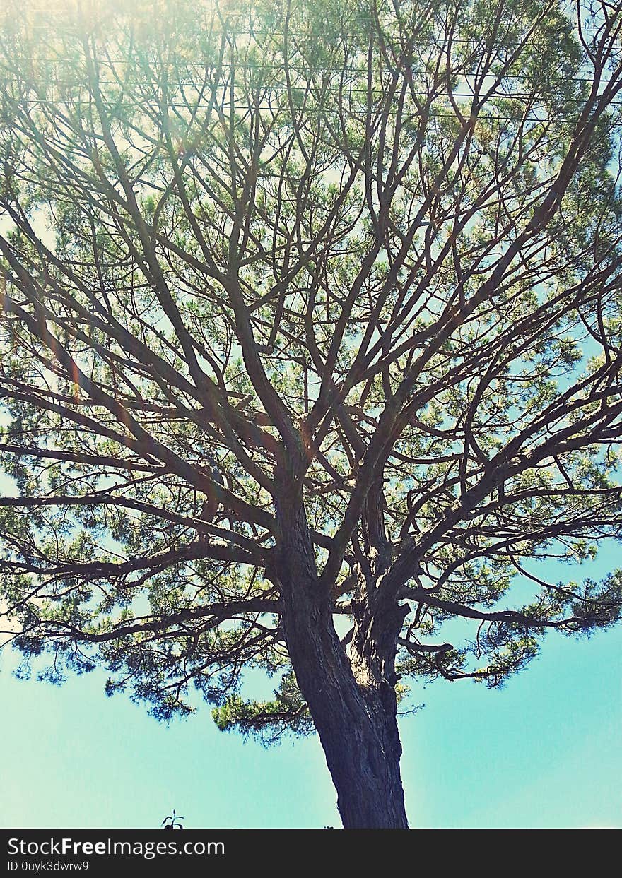 Megical tree of life in Capri, italy