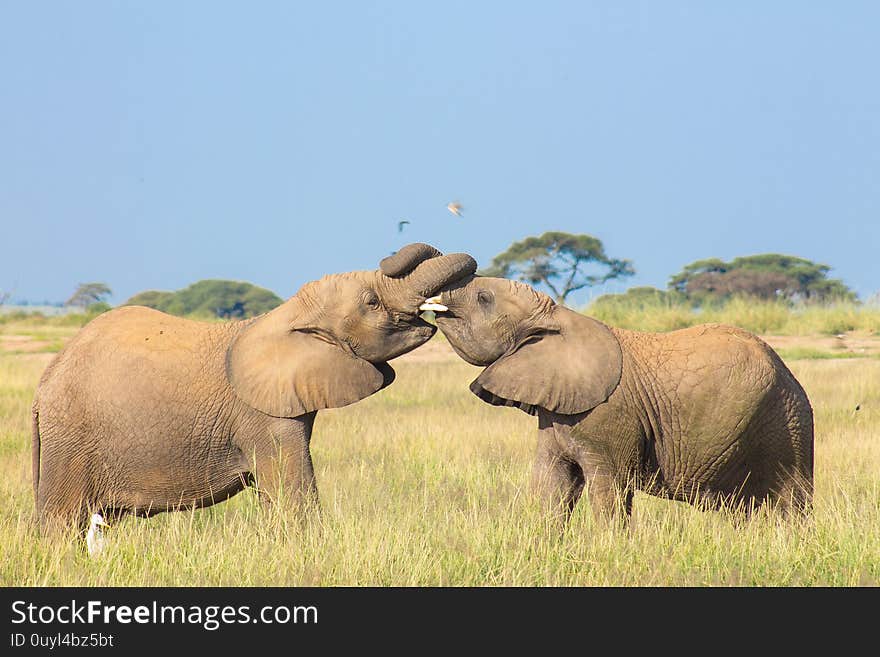 Elephants spotted playing together in the wilderness in Amboseli National Park during a game drive. Elephants spotted playing together in the wilderness in Amboseli National Park during a game drive