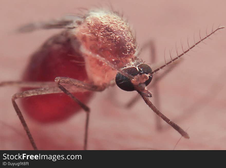 Mosquito Detail Close Up Insect Malaria