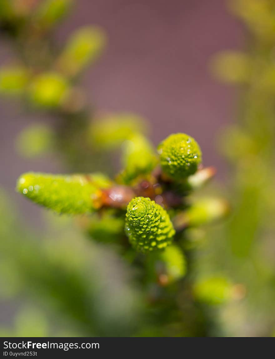 Young shoots on spruce branches