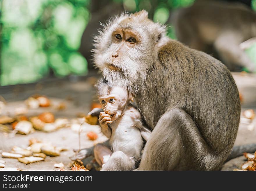 Portrait of a mother monkey with a cute baby. Mama takes care of her cub. The baby eats something from its paw hiding behind its mother. Relationships of monkeys in a group. Monkey forest in Ubud