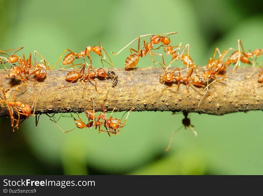 Close up group red ant on stick tree in nature at thailand