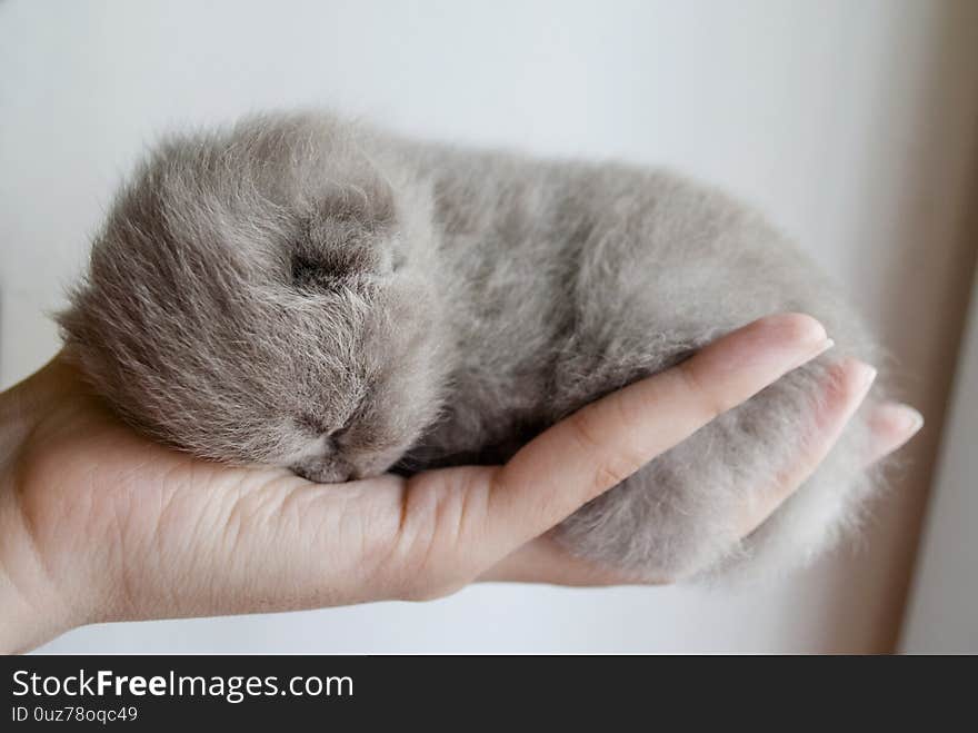 Sleeping gray, small, kitten  in the palm of your hand. Close-up.Light background