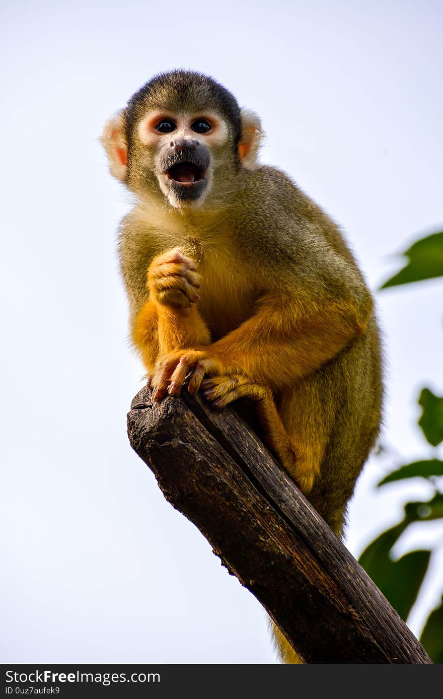 Common Squirrel Monkey Saimiri sciureus on a tree stump