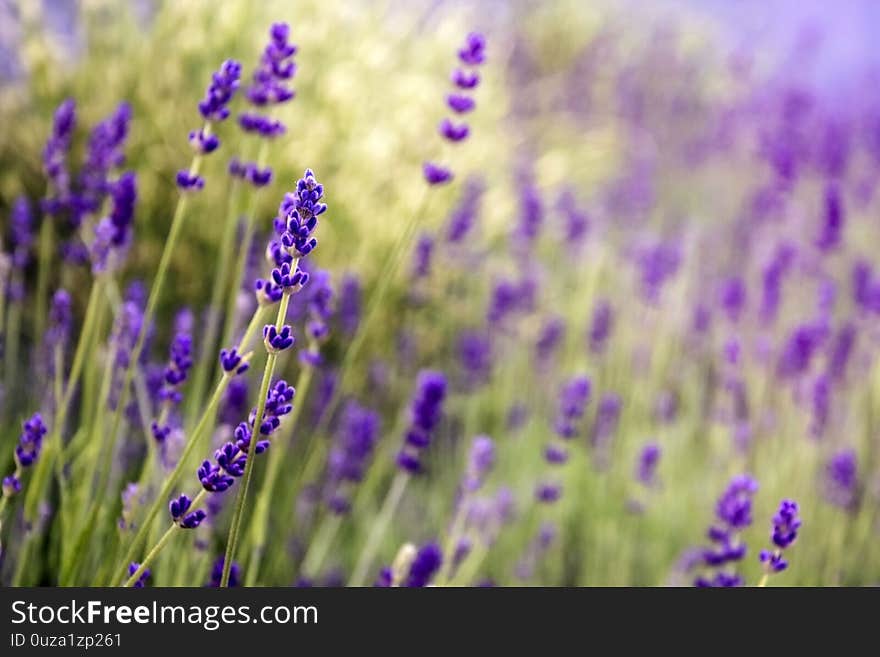 Blooming Lavender in garden. Purple flowers. Selective focus. Blurred background