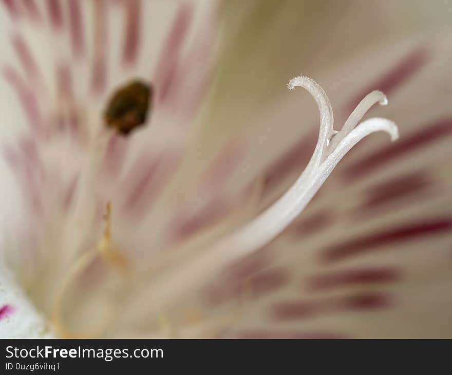 White Lily Flower Close Up