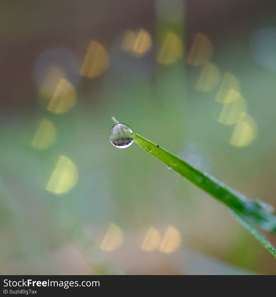 Raindrop on the green grass in rainy days in winter season