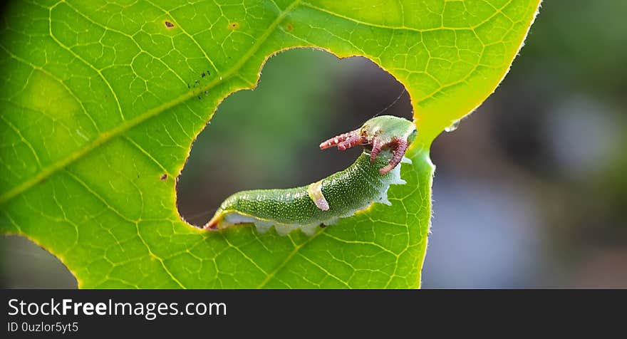 Little dragon Caterpillar on the green leaf