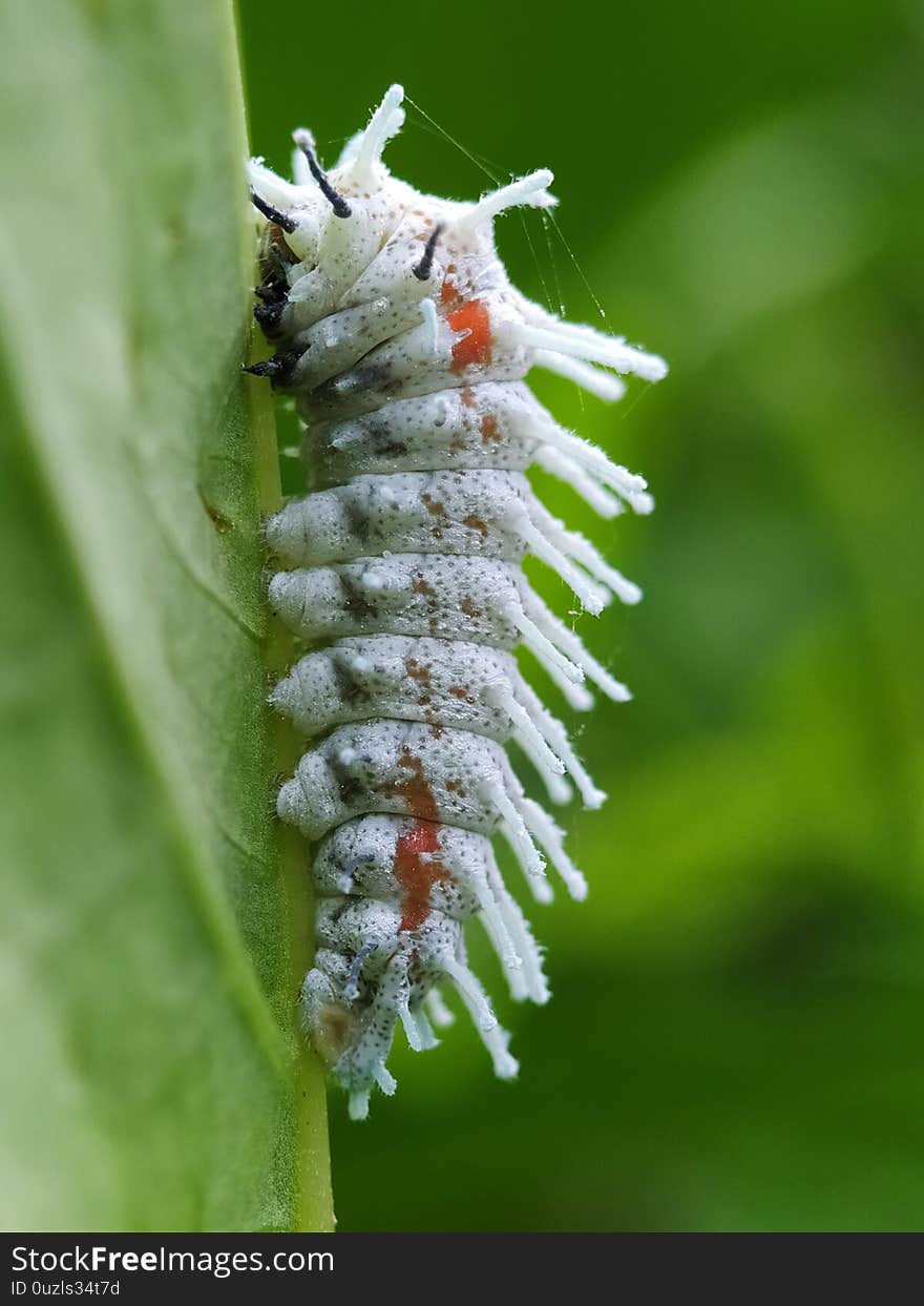 White Caterpillar on the green leaf