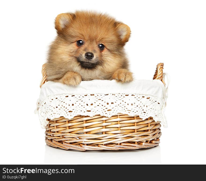 Cute Pomeranian Spitz puppy looking at the camera in basket on a white background