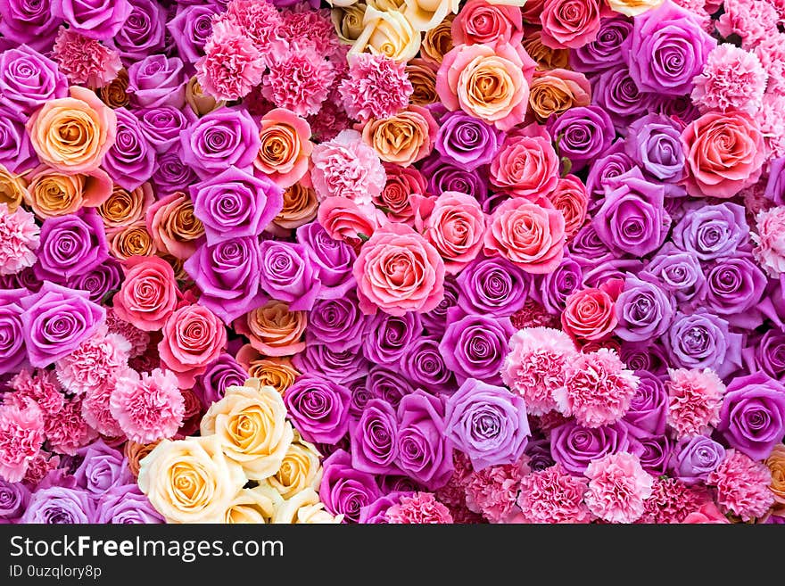 Arrangement of pink  living roses and carnation, top view, flat lay. Flowers background. Arrangement of pink  living roses and carnation, top view, flat lay. Flowers background