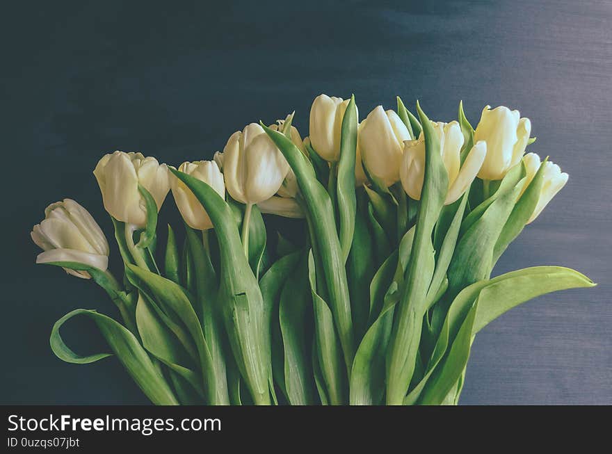 White, yellow tulips on a black background on March 8