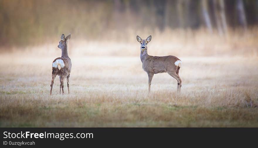 Capreolus capreolus, two Roe Deers are standing on the summer meadow before the sun in the grass with early dew