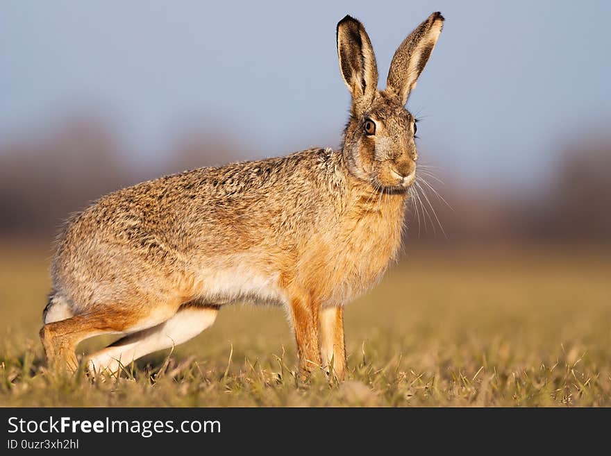 Cute brown hare, lepus europaeus, standing on a field in spring at sunset. Adorable wild animal looking to camera in horizontal composition from low angle view. Cute brown hare, lepus europaeus, standing on a field in spring at sunset. Adorable wild animal looking to camera in horizontal composition from low angle view.