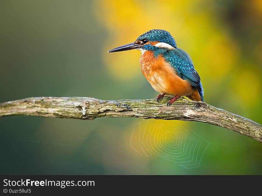 Young common kingfisher, alcedo atthis, sitting on a branch with spider web in summer. Colorful wild animal with orange and blue feathers perched in nature with green and yellow blurred background. Young common kingfisher, alcedo atthis, sitting on a branch with spider web in summer. Colorful wild animal with orange and blue feathers perched in nature with green and yellow blurred background.