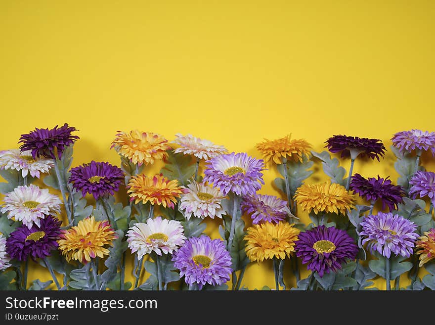 Spring flowers on yellow background. Empty space for design