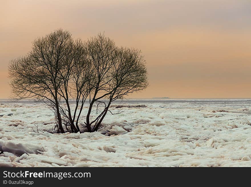 Trees on the field of broken ice