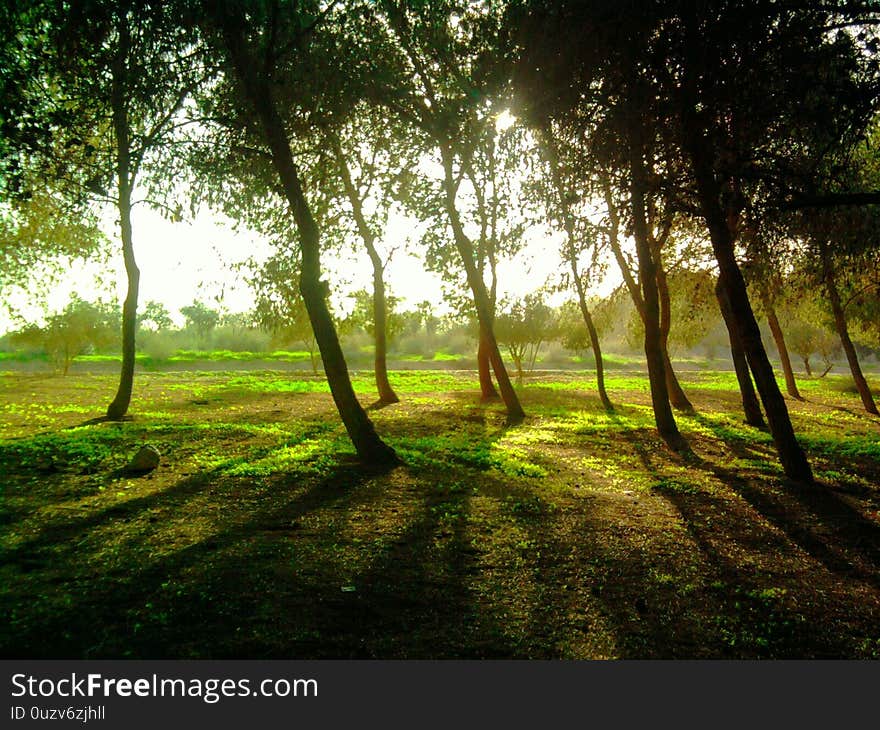 Morning in the woods