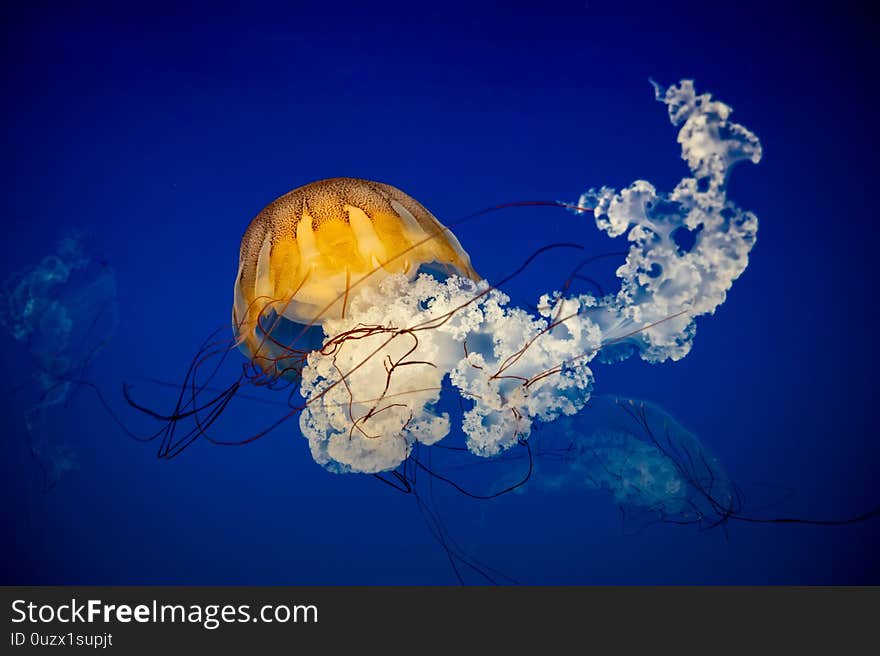 Small jellyfish floating in the water. Dark blue light is on background