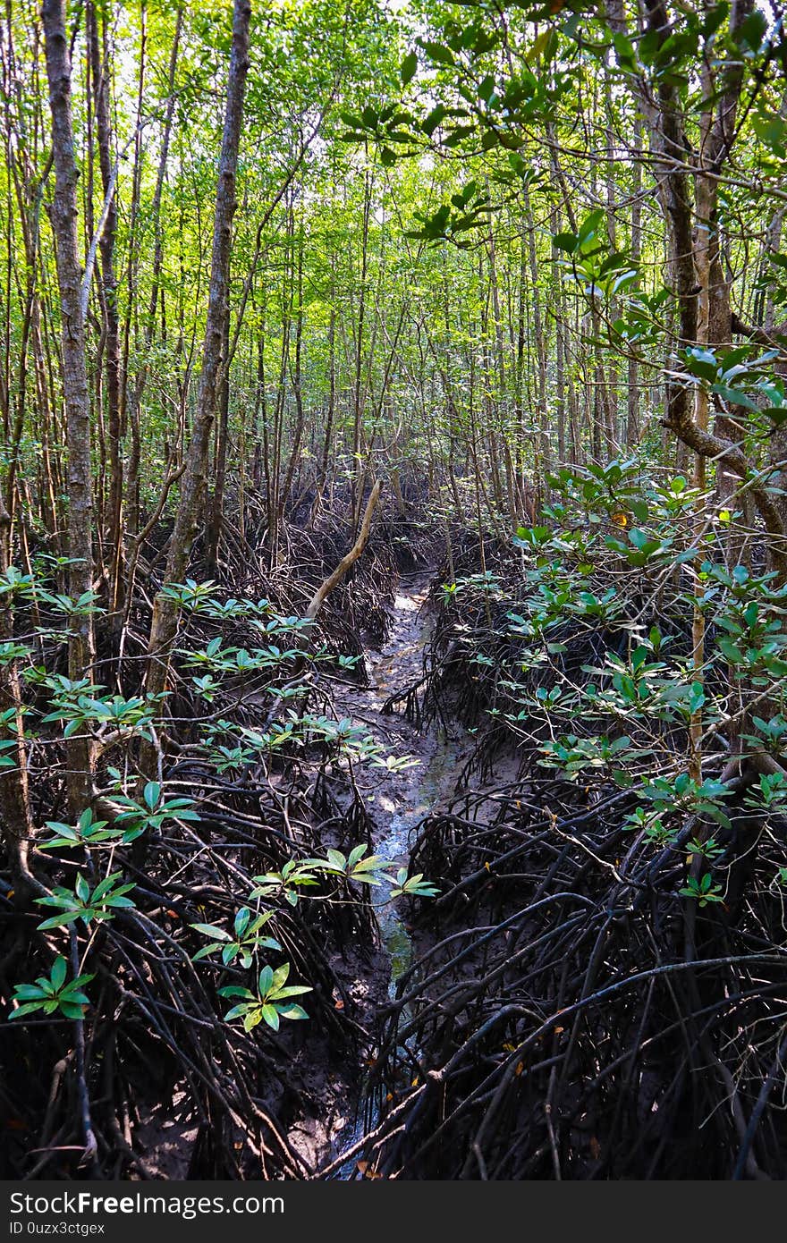 Mangrove forest covered by brown mangrove tree