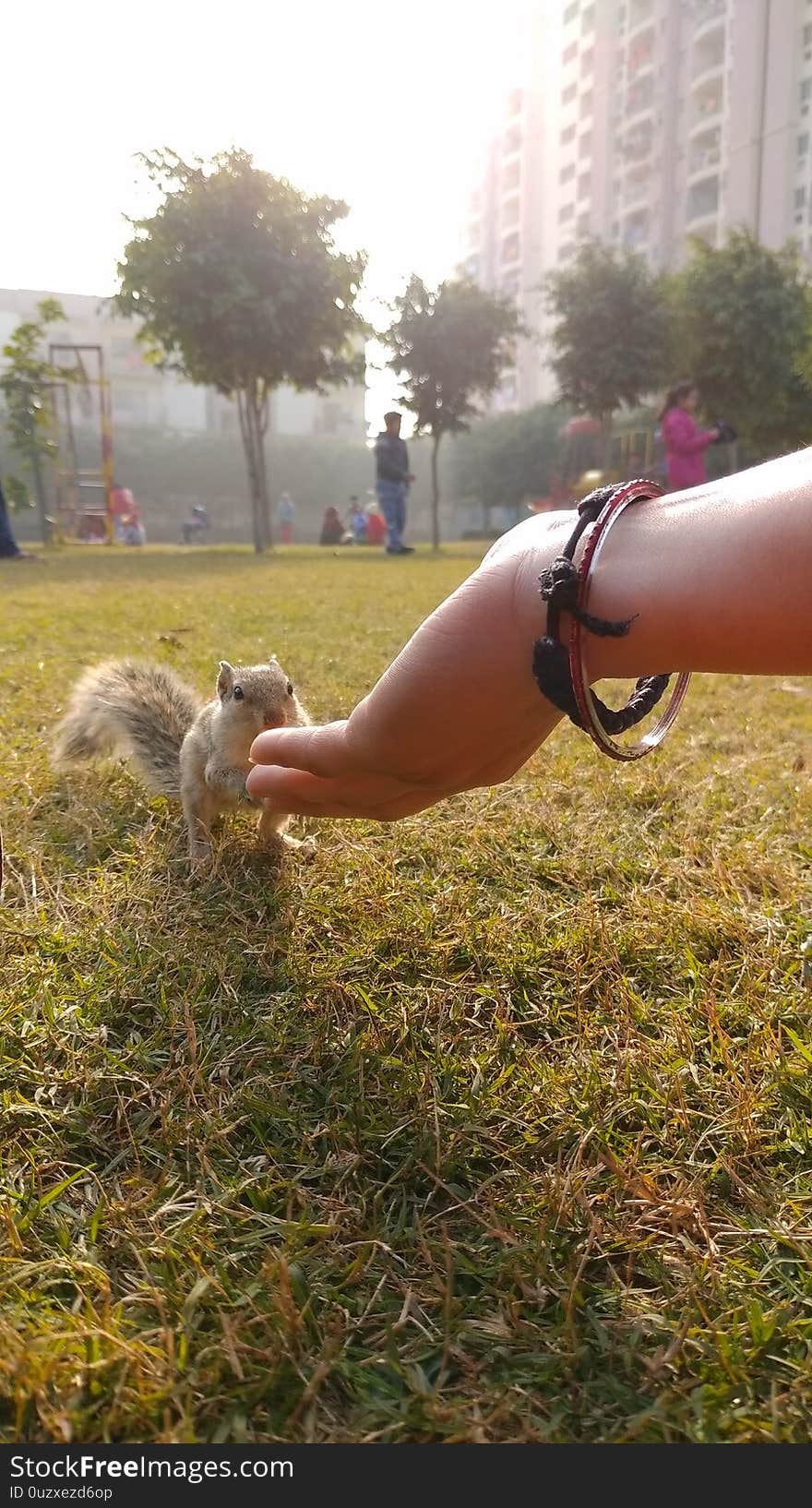 Peanut-eating squirrel at society park.