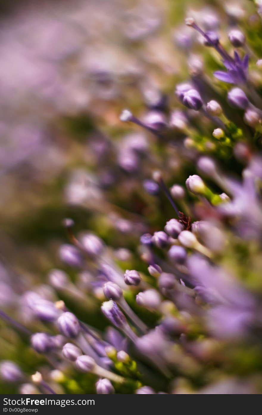 Bright vibrant flowers design. Beautiful unfocused image shooted macro. Bright vibrant flowers design. Beautiful unfocused image shooted macro