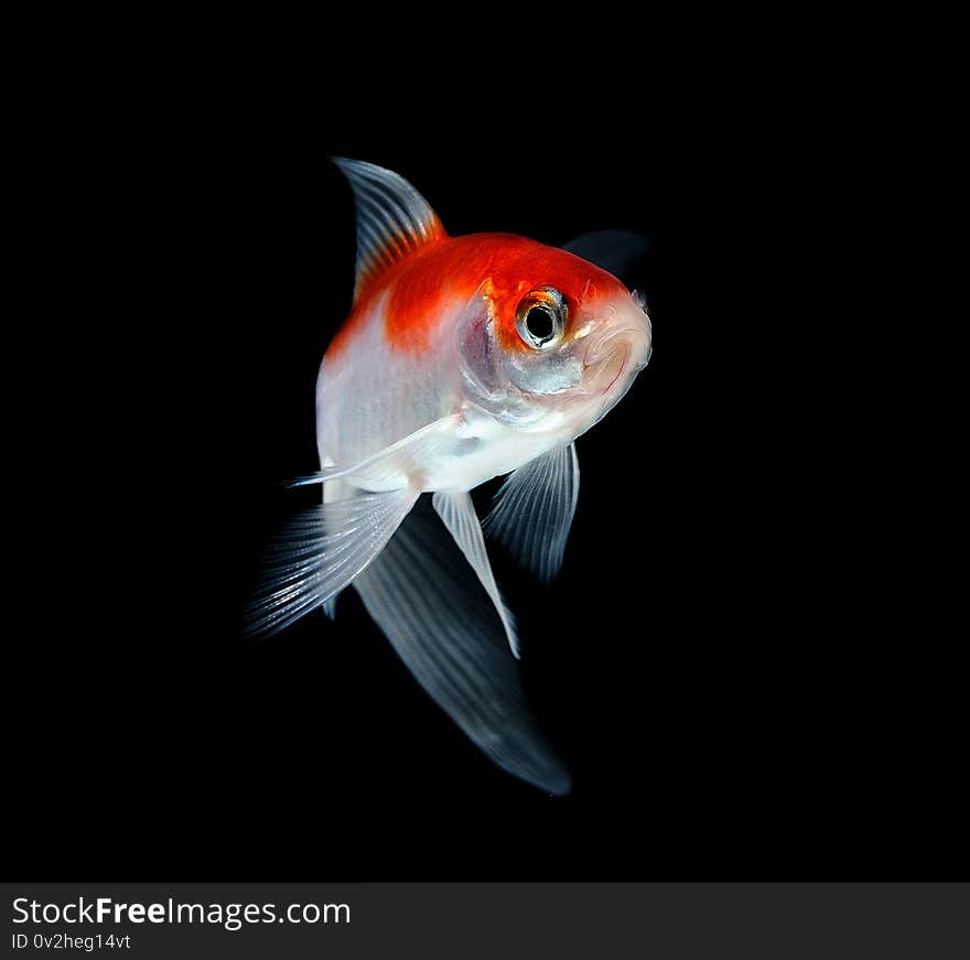 Goldfish Isolated On Black Background