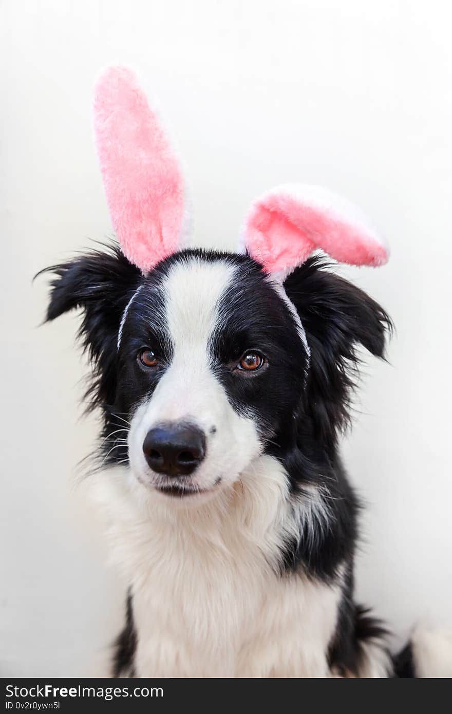 Happy Easter concept. Funny portrait of cute smilling puppy dog border collie wearing easter bunny ears isolated on white background. Preparation for holiday. Spring greeting card