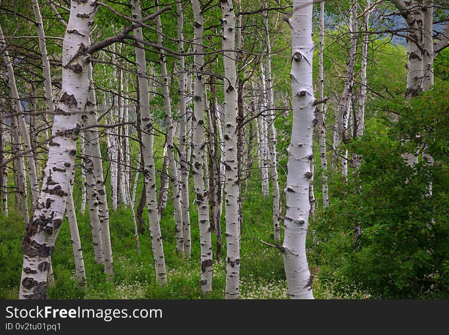 Close Up Shot Of Aspen Trees In Autumn Time