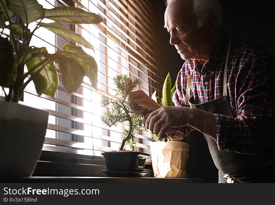 Senior man taking care of Japanese bonsai plant near window indoors. Creating zen atmosphere at home