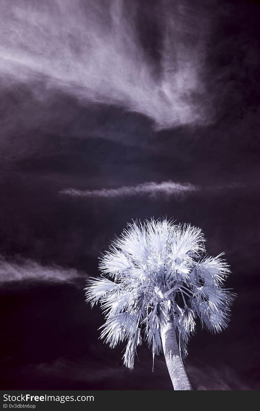 False color infrared photograph of palm tree and sky