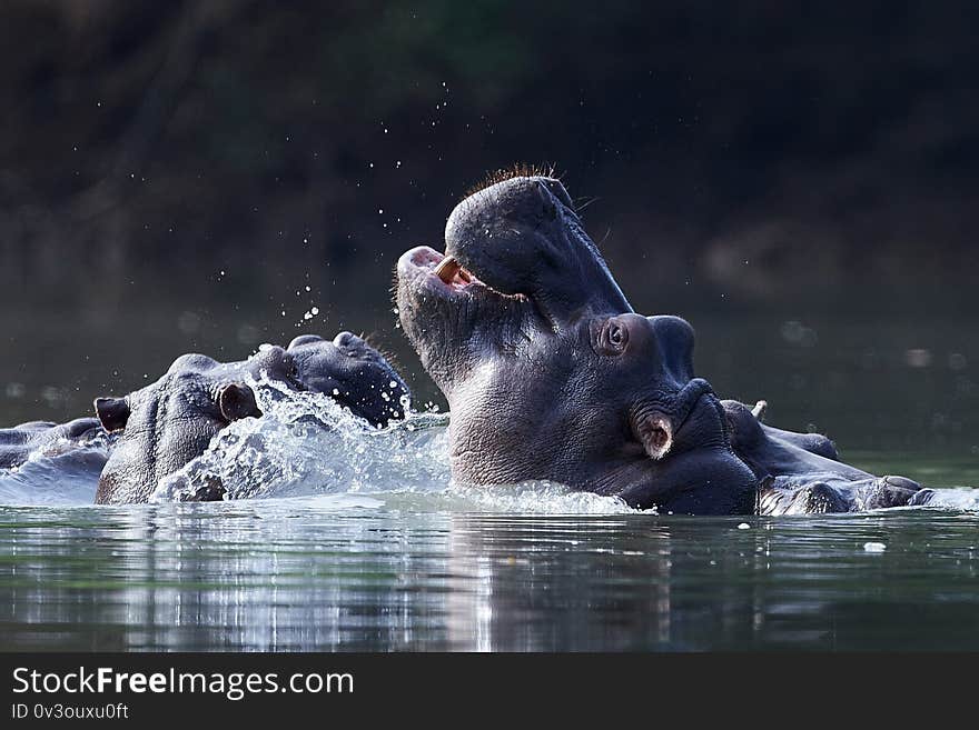 Common hippopotamus Hippopotamus amphibius